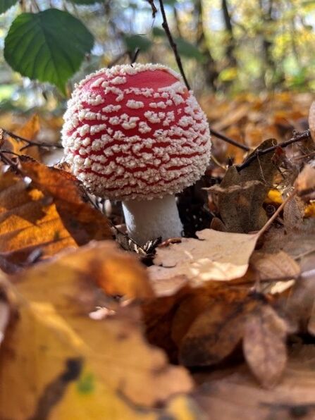 A red mushroom with textured white spots growing amongs dry brown leaves on the woodland floor