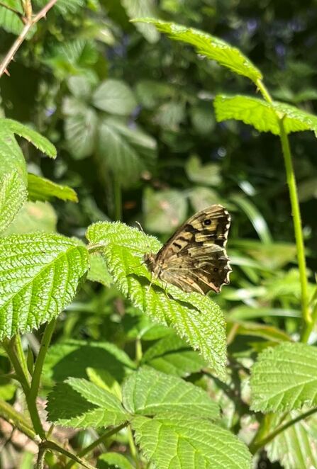 A brown and cream speckled buttefly sitting on a bramble elaf in the sunshine