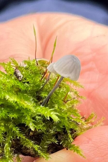 A small delicate light brown mushroom growing in a clump of moss