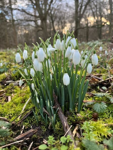 A patch of thin drrak green stems with white oval shaped flowers 