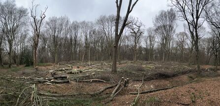 The 2025 coppice compartment at Astonbury Wood, before timber extraction, 12th December 2025