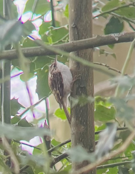 A small bird with a brown speckled back and a white belly perched on a tree trunk