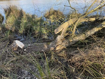 River restoration on the River Lea at Stanborough Park