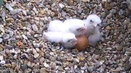 Three Peregrine Chicks at St Albans Cathedral 