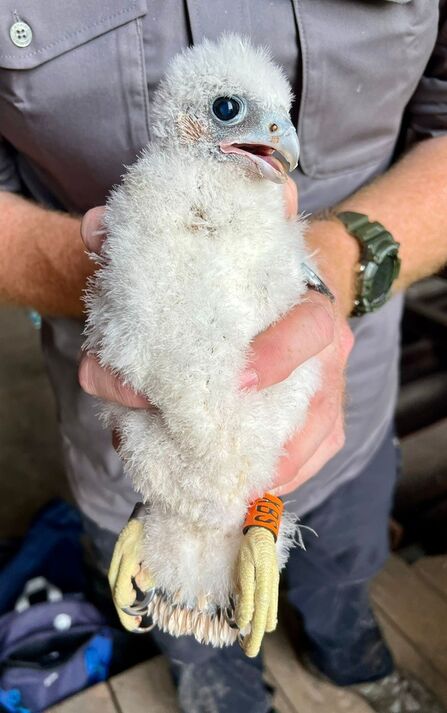 Single white Peregrine Chick being held upright to show the new ID ring on it's right leg