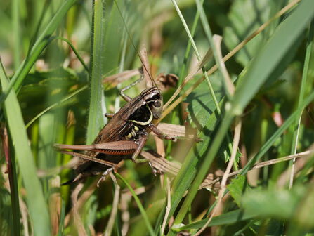 Roesels Bush-cricket