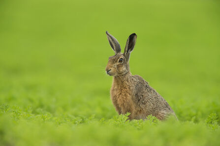 A brown hare sat on its haunches in a green field, looking into the distance