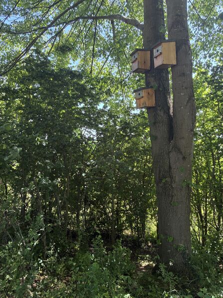 Bird boxes at Codicote Bottom Farm