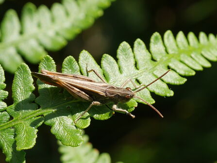 Field Grasshopper