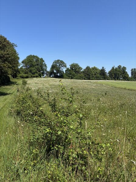 Field margins at Codicote Bottom Farm