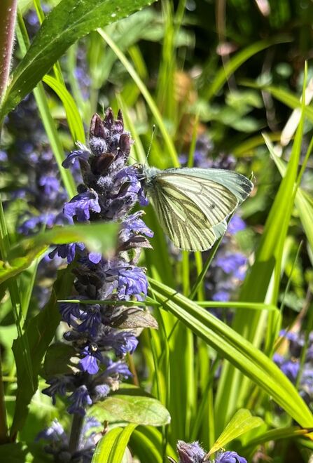 A delicate looking white butterfly with clearly defined veins in its wings sitting ona  purple flower. The bright sunlight is hitting it softly, shining though the translucent bits of its wings