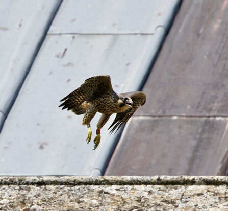 Juvenile Peregrine taking its first flight at St Albans Cathedral