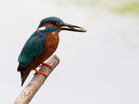 Kingfisher with a fish in its beak
