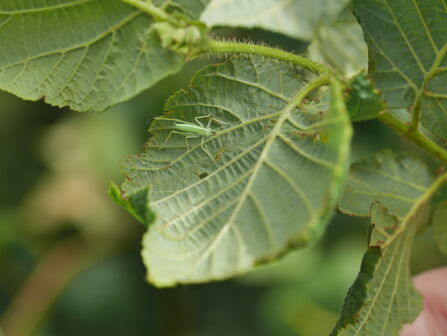 Oak Bush-cricket nymph on back of leaf