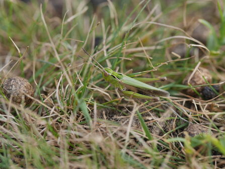 Common Green Grasshopper