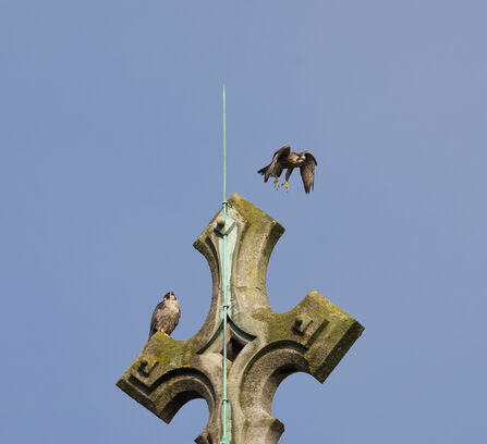 Peregrine fledglings on the cross at St Albans Cathedral