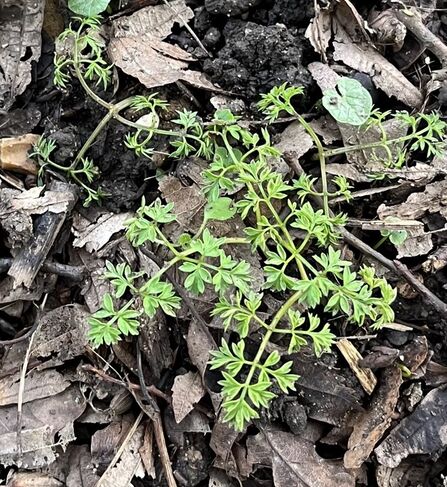 Pignut Leaves growing up amongst leaves on the floor of Astonbury Wood 