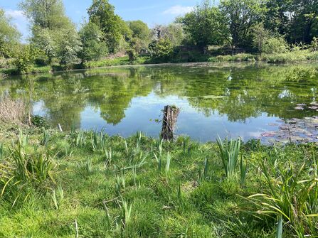 Sabeys Pool - a fishing lake with vegetation around the edge 