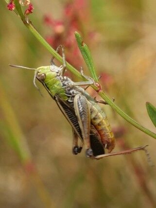Stripe-winged Grasshopper - Fir & Pond Woods 2026 