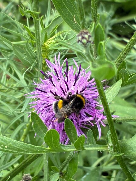 A black and yellow-striped bee with 2 bands of yellow and a pale cream tail sitting on a purple flower