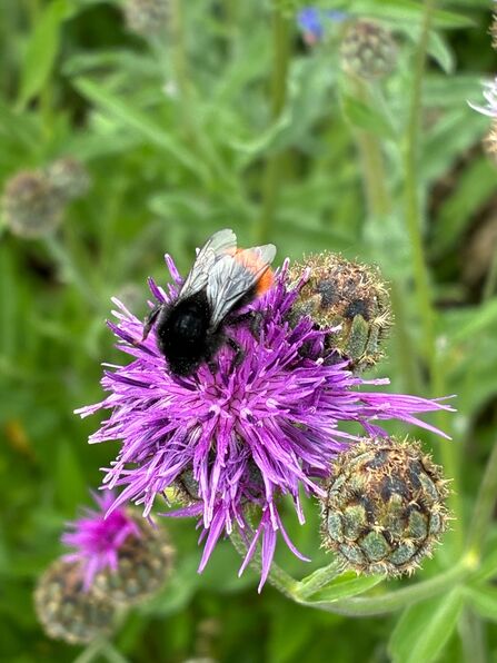 A black bumblebee with an orange-red tail drinking nectar from a purple flower with long thin petals arranged in a hemisphere shape.