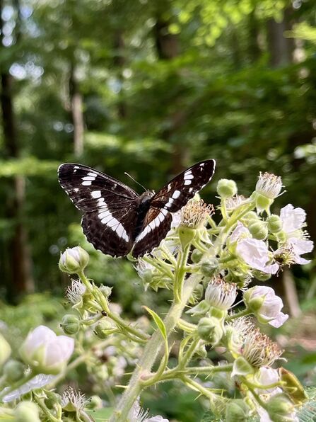 A black butterfly with a thick white diagonal stripe on its lower wings and white spots on the upper wings. It is sitting on a flowering bramble.