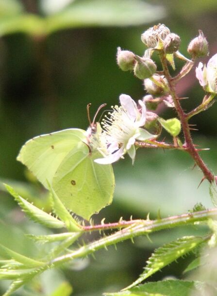A yellow/green butterfly with pointed wingtips sitting on a flowering bramble