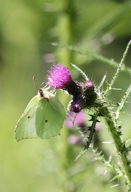 Brimstone butterfly at Astonbury Wood 