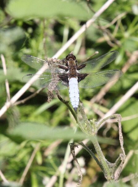 A dragonfly with a wide pale blue body