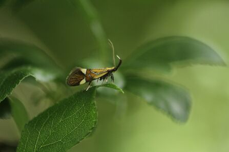 A hedge beauty moth standing on a leaf. It's a beautiful micro moth with silver-blue lines and two yellow wedges on its golden-brown wings. Its palps are large, black and fluffy