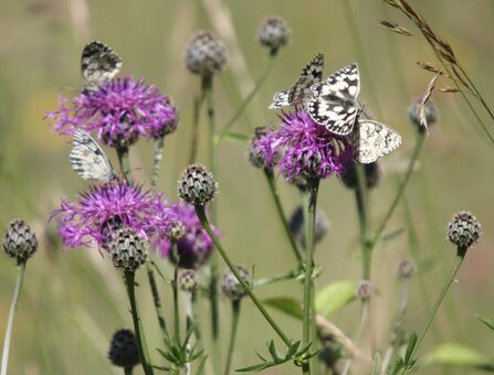 Marbled White on Greater Knapweed at Hexton Chalk Pit