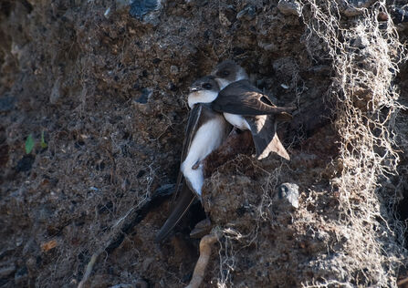 Sand Martins nesting in natural habitat