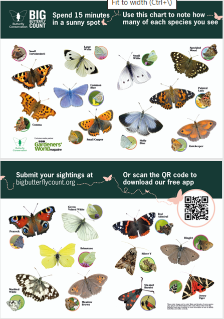 Big Butterfly Count spotter sheet