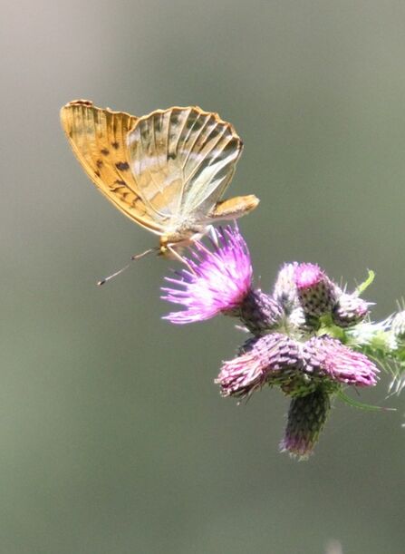 A butterfly sitting with its wings closed on a purple thistle flower. Its wings are orange marked with black at the top fading to a silvery grey at the bottom.