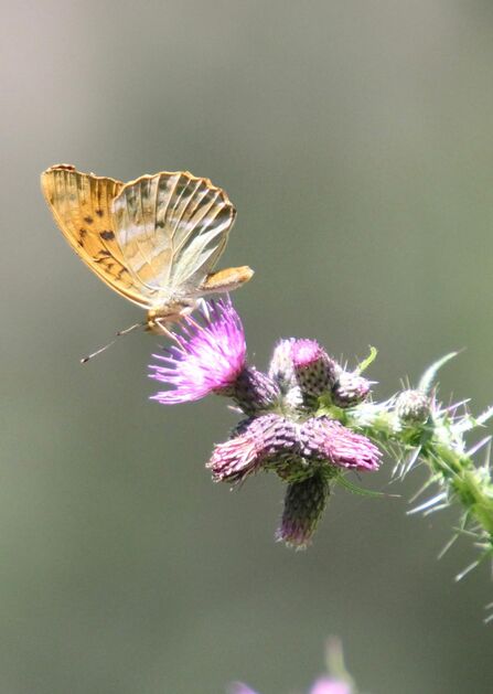 Silver-washed Fritillary at Astonbury Wood Nature Reserve