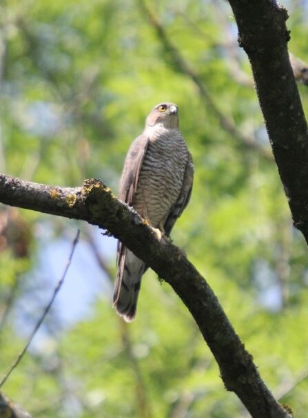 A bird of prey with a hooked bead grey/brown back and a brown striped chest sitting on a branch