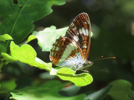 White Admiral at Danemead