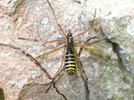 A fly with a long black and yellow striped body and 8 very long legs.