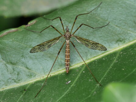 A light brown crane fly with a long body and 6 very long legs sitting on a leaf
