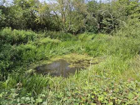 Pond at Gobions Wood Nature Reserve still looking lush despite the heatwave
