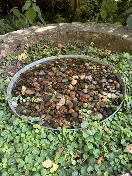 Shallow water for wildlife in a round dish with pebbles