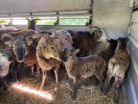 Soay sheep and lambs in trailer 