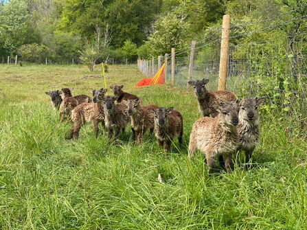 Soay lambs settling in at Aldbury Nowers in a fenced field with lush green vegetation