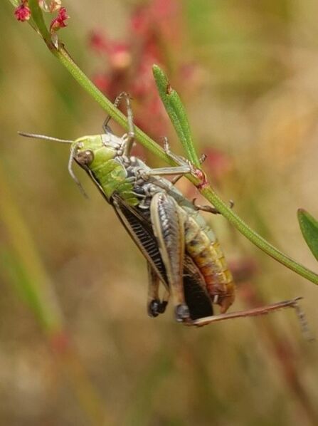 Stripe-winged Grasshopper climbing up the stem of a plant