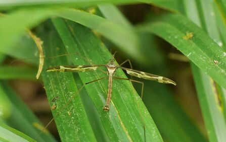A crane fly with a very long thin body, very long thin legs and long knife shaped wings that stick out at 90 degrees from its body.
