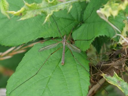 A light brown cranefly with 6 extremely long legs. There are2 pale stripes going vertically down its body. 