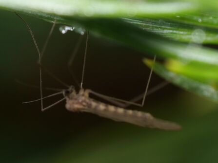 A cranefly with pale horizontal stripes on its body. Its wings are shut, parallel to its body.