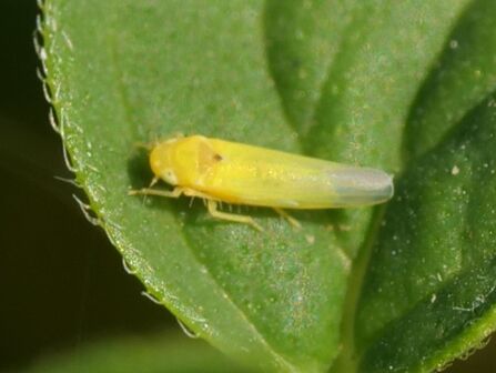 Zygina hyprici - a yellow insect on a leaf