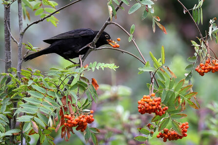 A Blackbird perched on a tree branch eating its bright orange berries. the tree has grey-brown bark and its leaves come in pairs of 5-8 leaftets arranged on a single stem. 