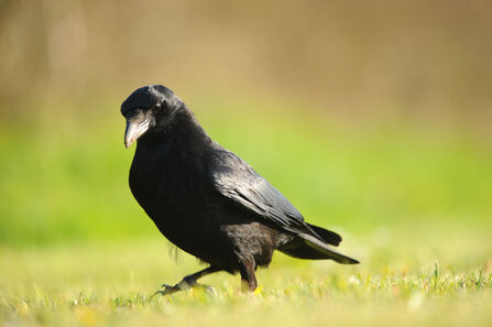 A shiny black bird with a grey beak and beady black eyes. It looks intelligent and mischievous.